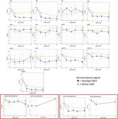 Age-Dependent Regulation of Notch Family Members in the Neuronal Stem Cell Niches of the Short-Lived Killifish Nothobranchius furzeri